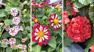 New varieties at FlowerTrials 2026
